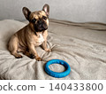 A cute, contented French bulldog of fawn color lies on a bed with a beige bedspread in a close-up home environment. Photo 140433800