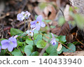 Violets that have taken root in a corner of the park 140433940