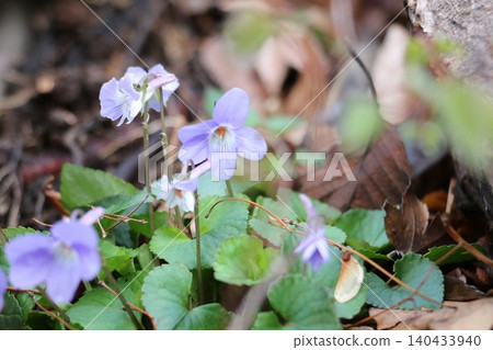 Violets that have taken root in a corner of the park 140433940