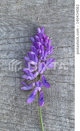 Close-up of purple wild vetch flower on grey weathered wood grain background. Concept of rustic nature Close-up of purple wild vetch flower on grey weathered wood grain background. Concept of rustic nature 140434062