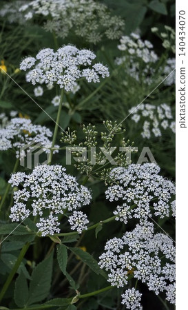 Close-up of delicate white wild flowers of umbelliferae plant blooming in dark green meadow, concept of natural beauty and herbal medicine Close-up of delicate white wild flowers of umbelliferae plant blooming in dark green meadow, concept of natural beauty and herbal medicine 140434070