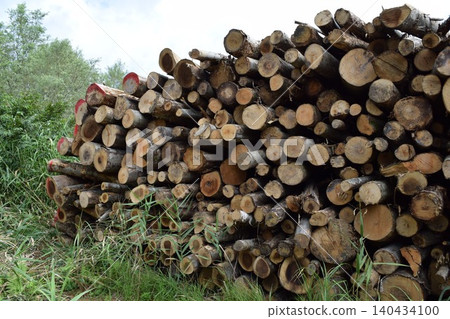 Cut out hardwood logs Cut out hardwood logs 140434100