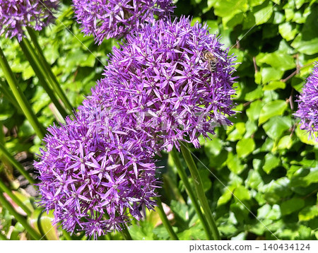 Beautiful allium flower in the city park during summer - Herning, Denmark. Bee on flowers Beautiful allium flower in the city park during summer - Herning, Denmark. Bee on flowers 140434124