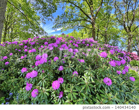 Big Azalea or rhododendron in the city park, Herning in Denmark Big Azalea or rhododendron in the city park, Herning in Denmark 140434140