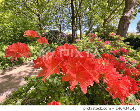Big Azalea or rhododendron in the city park, Herning in Denmark Big Azalea or rhododendron in the city park, Herning in Denmark 140434145