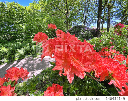 Big Azalea or rhododendron in the city park, Herning in Denmark 140434149