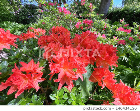 Big Azalea or rhododendron in the city park, Herning in Denmark 140434150