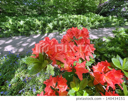 Big Azalea or rhododendron in the city park, Herning in Denmark 140434151