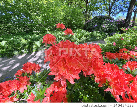 Big Azalea or rhododendron in the city park, Herning in Denmark Big Azalea or rhododendron in the city park, Herning in Denmark 140434152