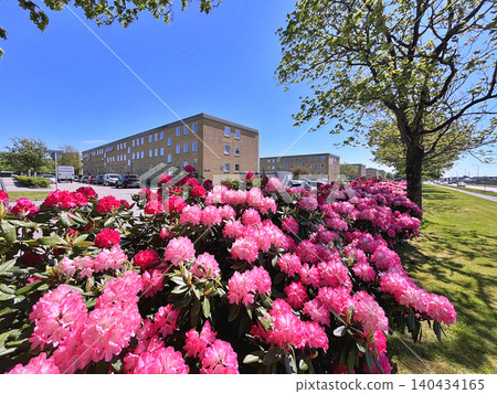 Flowers Azalea or Rhododendron during summer in Holmparken,Herning Flowers Azalea or Rhododendron during summer in Holmparken,Herning 140434165