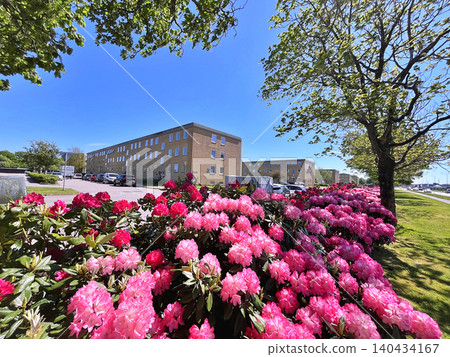 Flowers Azalea or Rhododendron during summer in Holmparken,Herning Flowers Azalea or Rhododendron during summer in Holmparken,Herning 140434167