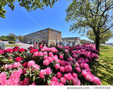 Flowers Azalea or Rhododendron during summer in Holmparken,Herning Flowers Azalea or Rhododendron during summer in Holmparken,Herning 140434168
