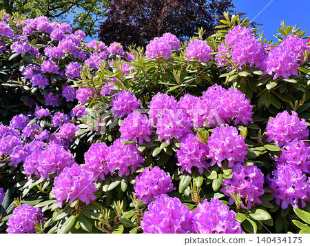 Big Azalea or rhododendron in the city park, Herning in Denmark 140434175