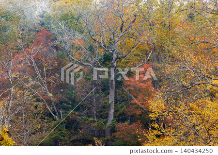 Autumn leaves of Takimi Bridge Autumn leaves of Takimi Bridge 140434250