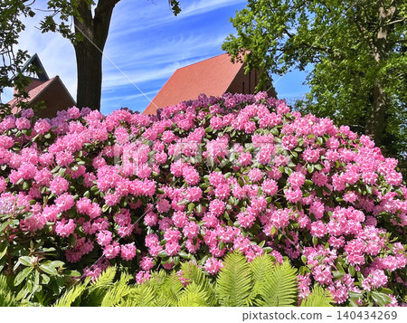 pink flowers in the garden pink flowers in the garden 140434269