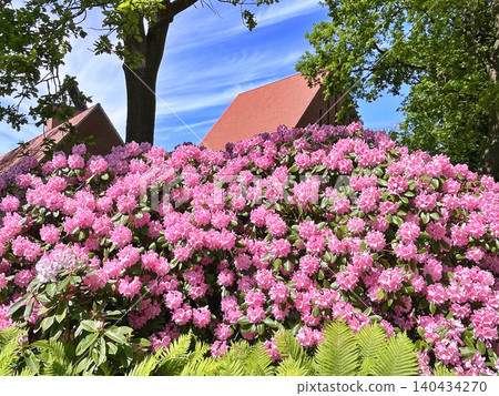 pink flowers in the garden 140434270