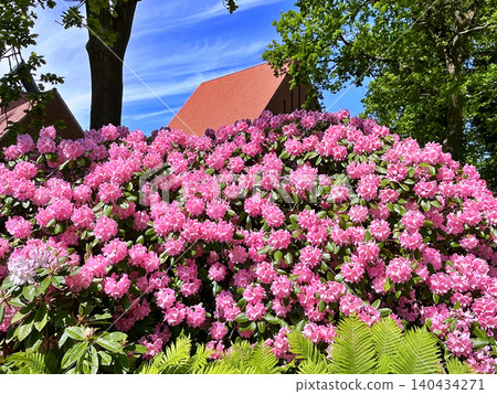 pink flowers in the garden 140434271