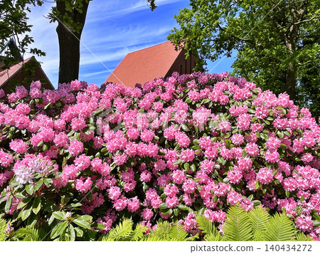 pink flowers in the garden pink flowers in the garden 140434272