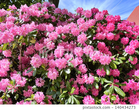 pink flowers in the garden 140434273