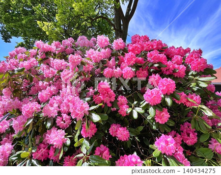 pink flowers in the garden pink flowers in the garden 140434275