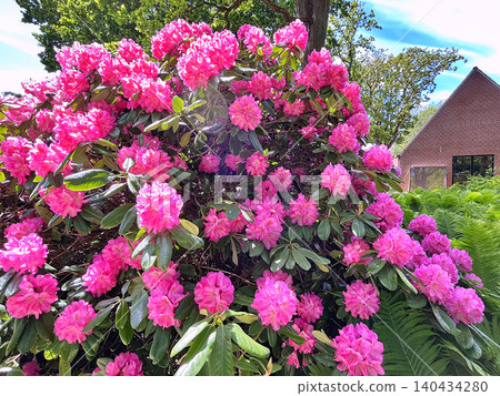 pink flowers in the garden 140434280