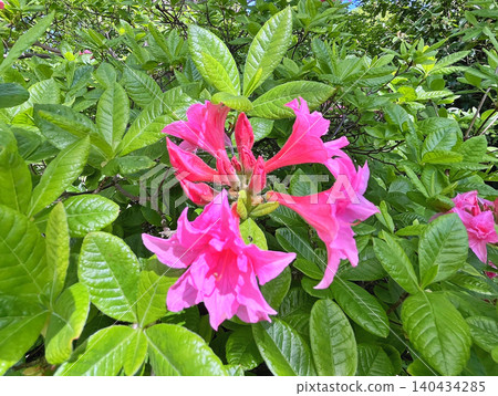 pink flowers in the garden pink flowers in the garden 140434285