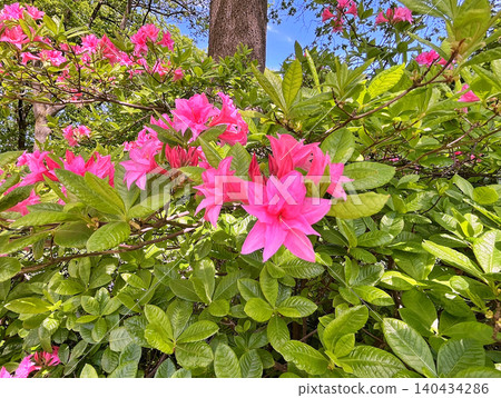 pink flowers in the garden 140434286
