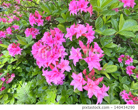 pink flowers in the garden 140434290