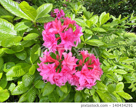 pink flowers in the garden 140434291