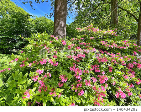 pink flowers in the garden pink flowers in the garden 140434292