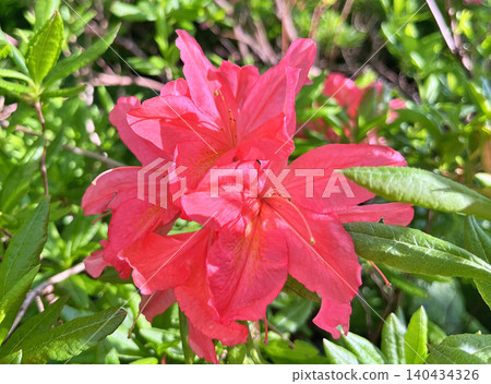 pink flowers in the garden pink flowers in the garden 140434326