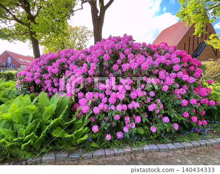 pink flowers in the garden 140434333