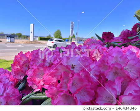 pink flowers in the garden 140434340