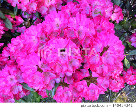 pink flowers in the garden pink flowers in the garden 140434341
