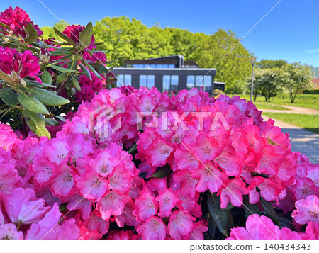 pink flowers in the garden pink flowers in the garden 140434343