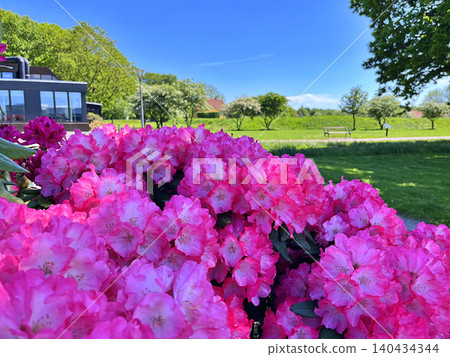 pink flowers in the garden 140434344