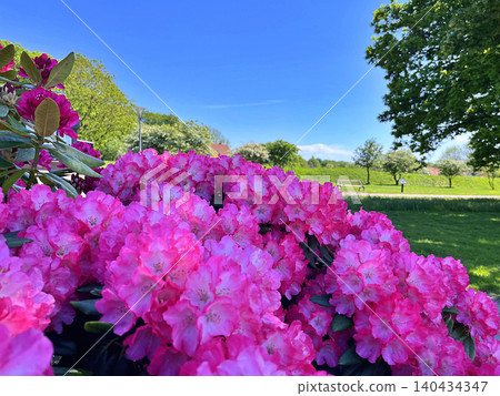 pink flowers in the garden pink flowers in the garden 140434347
