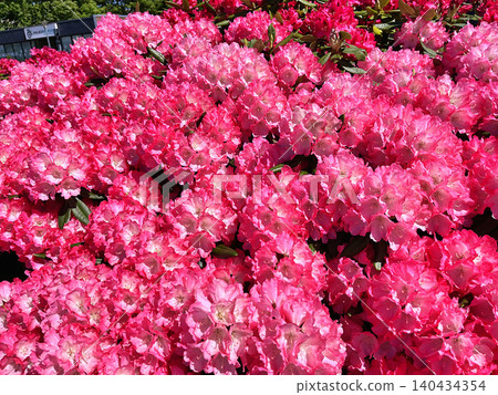 pink flowers in the garden pink flowers in the garden 140434354