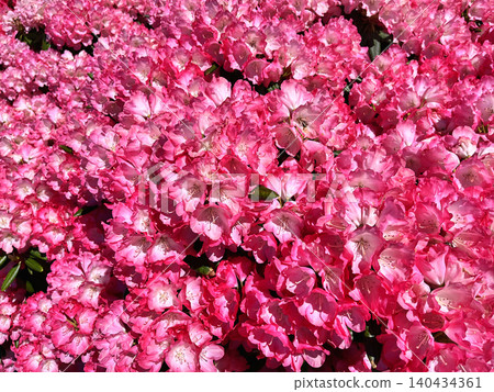 pink flowers in the garden pink flowers in the garden 140434361