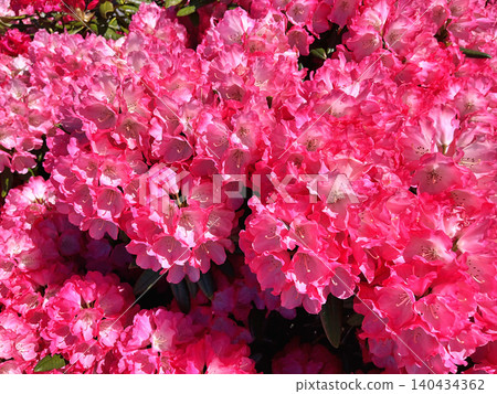 pink flowers in the garden pink flowers in the garden 140434362