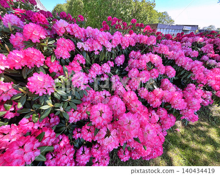 Flowers Azalea or Rhododendron during summer in Holmparken,Herning Flowers Azalea or Rhododendron during summer in Holmparken,Herning 140434419