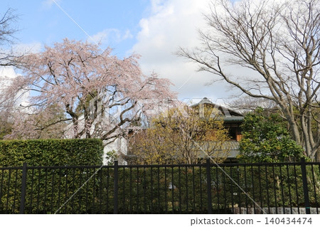 Weeping cherry trees adorn the garden of the Mitsui Residence at the Edo-Tokyo Open Air Architectural Museum. 140434474