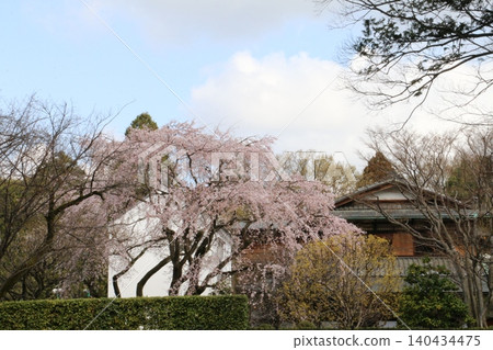 Weeping cherry trees adorn the garden of the Mitsui Residence at the Edo-Tokyo Open Air Architectural Museum. 140434475
