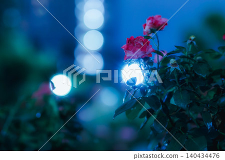 Night Flower 140434476