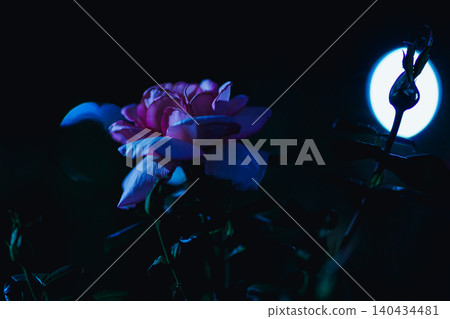 Night Flower Night Flower 140434481
