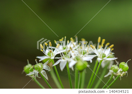 White chive flowers blooming in the autumn fields. White chive flowers blooming in the autumn fields. 140434521