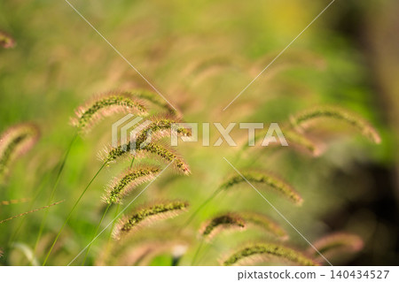 Autumn field grasses, foxtail grass with red leaves Autumn field grasses, foxtail grass with red leaves 140434527