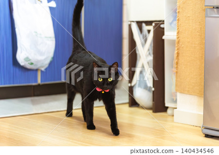 Black cat Black cat 140434546