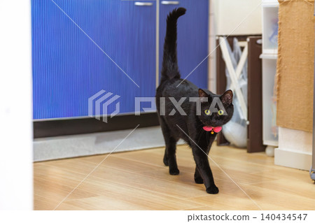 Black cat Black cat 140434547