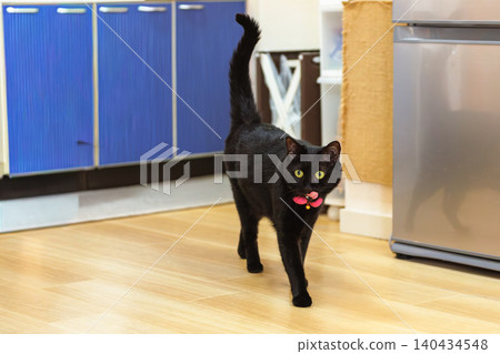 Black cat Black cat 140434548